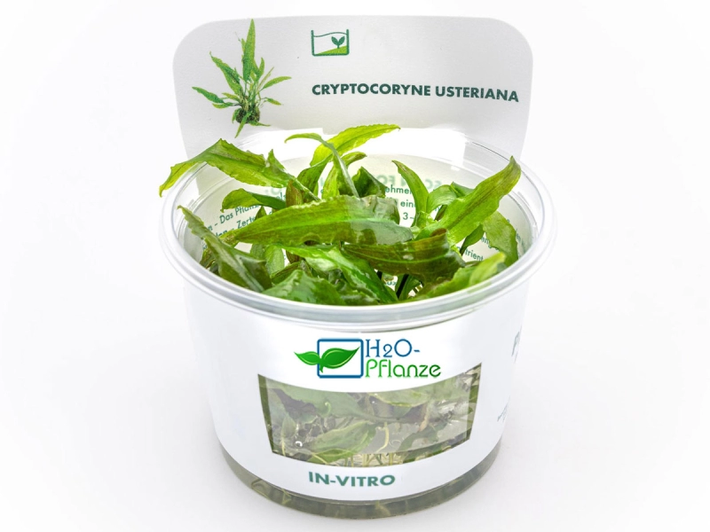 Usteris Wasserkelch - Cryptocoryne usteriana in vitro